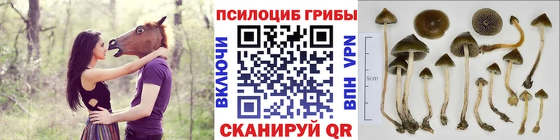 Псилоцибиновые грибы MAGIC MUSHROOMS  Волгоград 